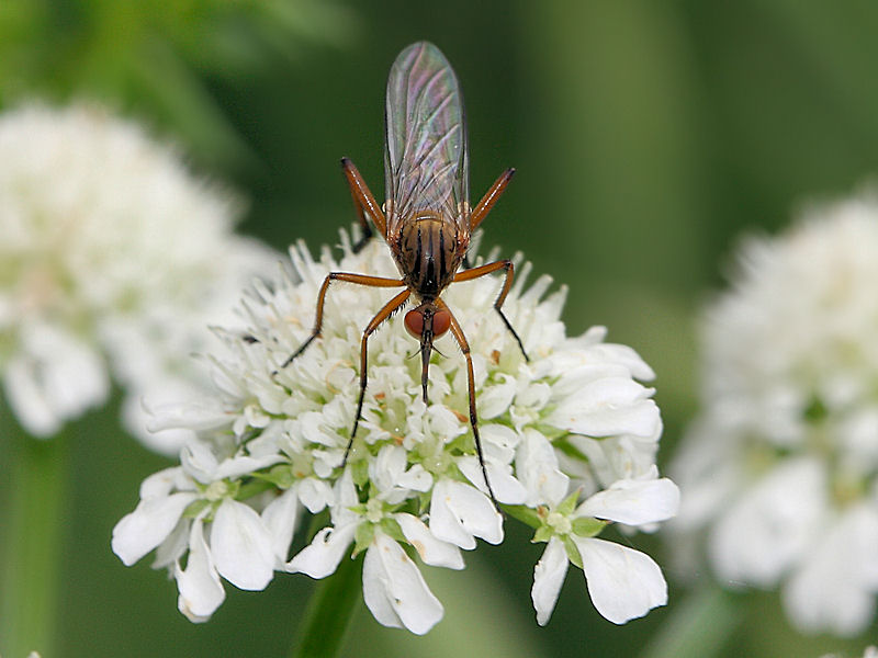 Empis cf. livida F (Empididae)